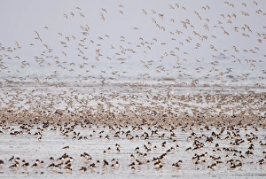 Knot Calidris canutus at Snettisham RSPB Reserve in the Wash North Norfolk September