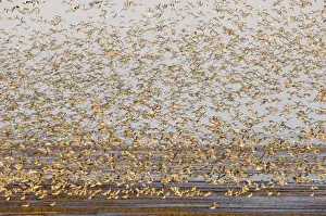 Knot Calidris canutus at Snettisham RSPB Reserve in the Wash North Norfolk September