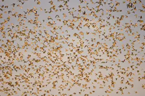 Knot Calidris canutus at Snettisham RSPB Reserve in the Wash North Norfolk September