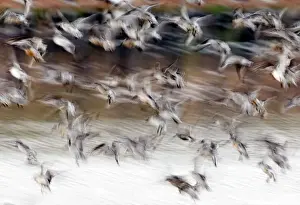 Knot Prints: Knot Calidris canutus at Snettisham RSPB Reserve in the Wash North Norfolk September