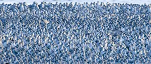 Knot Calidris canutus at Snettisham RSPB Reserve in the Wash North Norfolk September