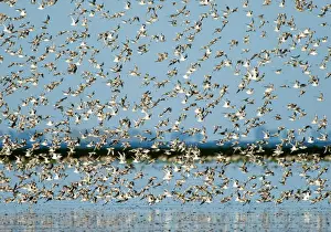 Knot Calidris canutus at Snettisham RSPB Reserve in the Wash North Norfolk September