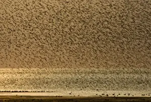 Knot Prints: Knot Calidris canutus swirling over exposed mudflats of the Wash off Snettisham RSPB