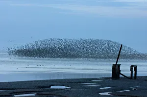 Knot Calidris canutus swirling in a large flock over the Wash off Snettisham RSPB Knot Calidris canutus swirling in a large flock over the Wash off Snettisham RSPB