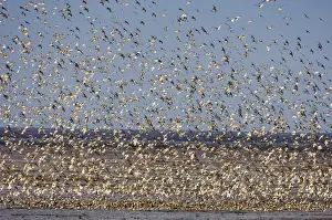 Knot Calidris canutus swirling in a large flock over the Wash off Snettisham RSPB