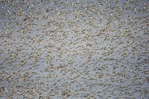 Knot Calidris canutus swirling in a large flock over the Wash off Snettisham RSPB