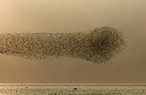 Knot Prints: Knot Calidris canutus swirling over the Wash off Snettisham RSPB Reserve Norfolk August