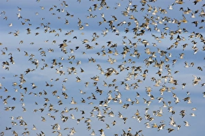 Knot Calidris canutus over the Wash off Snettisham RSPB Reserve Norfolk August Knot Calidris canutus over the Wash off Snettisham RSPB Reserve Norfolk August
