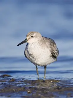 Knot Prints: Knot Calidris canutus in winter plumage on the Wash Snettisham Norfolk