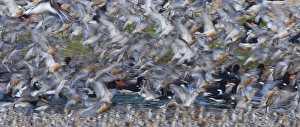 Knot and Oystercatchers at high tide roost Snettisham RSPB Reserve The Wash Norfolk Knot and Oystercatchers at high tide roost Snettisham RSPB Reserve The Wash Norfolk