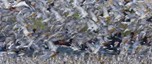 Knot Prints: Knot and Oystercatchers at high tide roost Snettisham RSPB Reserve The Wash Norfolk