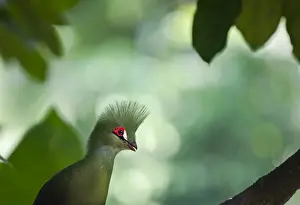 Knysna Turaco (Tauraco corythaix ) rstricted to South Africa