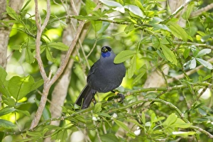 Kokako Callaeus cinereus Tiri Titiro Matangi Island New Zealand Kokako Callaeus cinereus Tiri Titiro Matangi Island New Zealand