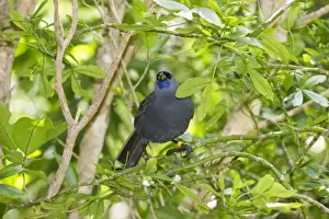 New Zealand Prints: Kokako Callaeus cinereus Tiri Titiro Matangi Island New Zealand