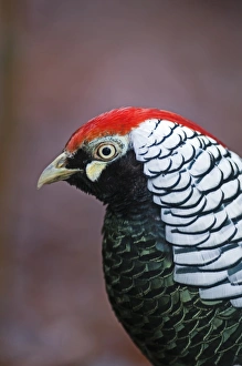 Prints of Lady Amhersts Pheasant male Norfolk winter Images Dated 2010 February: Lady Amhersts Pheasant male Norfolk winter