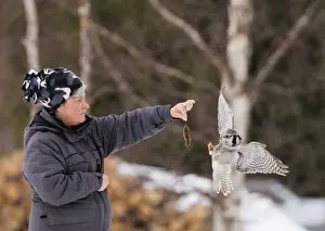 Feeding Prints: Lady feeding a Hawk Owl with dead vole central Finland winter
