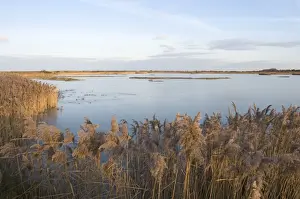 Rspb Reserve Prints: Lagoon on Titchwell RSPB Reserve, frozen over in winter Norfolk