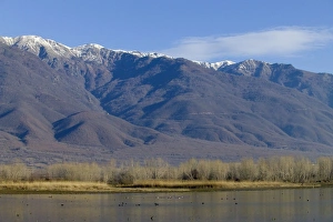 Lake Kerkini in winter Greece