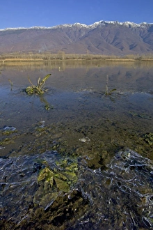 Greece Prints: Lake Kerkini in winter Greece