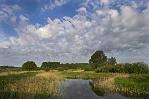 Lakenheath Prints: Lakenheath RSPB Reserve Suffolk