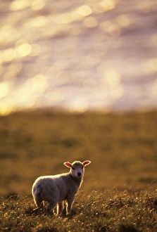 Lamb on coastal moorland Shetland Scotland June