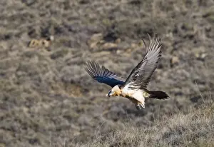 Lammergeier Gypaetus barbatus adult Aren Pyrenees Spain January