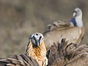 Lammergeier Gypaetus barbatus adult Aren Pyrenees Spain January