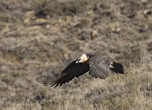 Lammergeier Gypaetus barbatus adult Aren Pyrenees Spain January