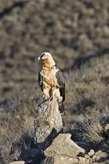 Lammergeier Gypaetus barbatus adult Aren Pyrenees Spain January