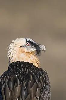 Lammergeier Gypaetus barbatus adult Aren Pyrenees Spain January