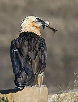 Lammergeier Gypaetus barbatus adult Aren Pyrenees Spain January