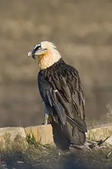 Lammergeier Gypaetus barbatus adult Aren Pyrenees Spain January