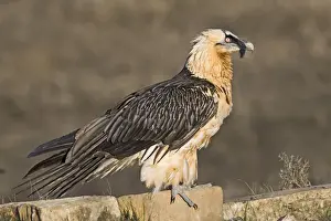 Lammergeier Gypaetus barbatus adult Aren Pyrenees Spain January