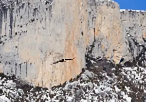 Lammergeier Gypaetus barbatus adult Aren Pyrenees Spain January