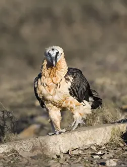 Lammergeier Gypaetus barbatus adult Aren Pyrenees Spain January