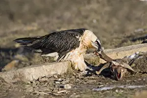 Lammergeier Gypaetus barbatus adult Aren Pyrenees Spain January