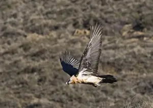 Lammergeier Gypaetus barbatus adult Aren Pyrenees Spain January