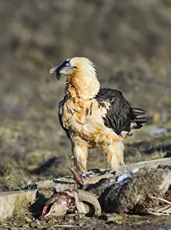 Lammergeier Gypaetus barbatus adult Aren Pyrenees Spain January