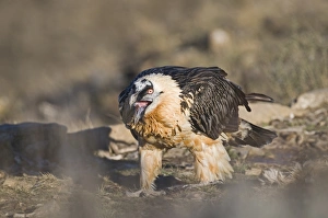 Lammergeier Gypaetus barbatus adult feeding on a bone Aren Pyrenees Spain January Lammergeier Gypaetus barbatus adult feeding on a bone Aren Pyrenees Spain January