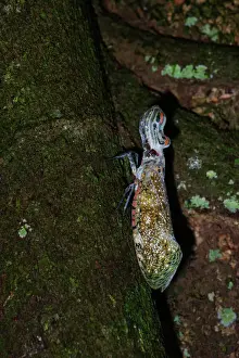 Lantern Fly (Alligator Bug) Fulgora laternaria Tambopata Amazon Peru