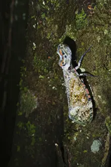 : Lantern Fly (Alligator Bug) Fulgora laternaria Tambopata Amazon Peru