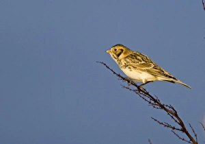 Lapland Bunting Calcarius lapponicus Salthouse Norfolk winter