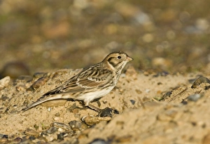 Lapland Bunting Calcarius lapponicus Salthouse Norfolk winter