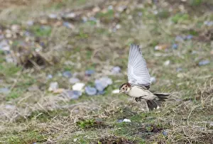 Prints of Lapland Bunting Calcarius lapponicus Salthouse Norfolk winter Images Dated 2008 January: Lapland Bunting Calcarius lapponicus Salthouse Norfolk winter