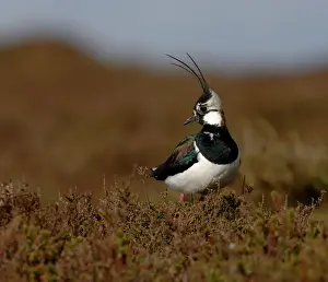 Bird Prints: Lapwing Vanellus vanellus breeding on moorland Northumberland April