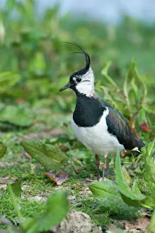 Lapwing Vanellus vanellus Cley Norfolk April