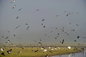 Lapwing Vanellus vanellus flock Slimbridge Glos winter
