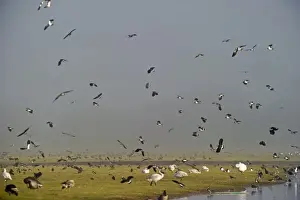 Lapwing Vanellus vanellus flock Slimbridge Glos winter