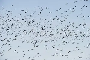 Waders Prints: Lapwing Vanellus vanellus flock Slimbridge Glos winter