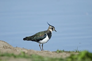 Lapwing Vanellus vanellus Norfolk autumn